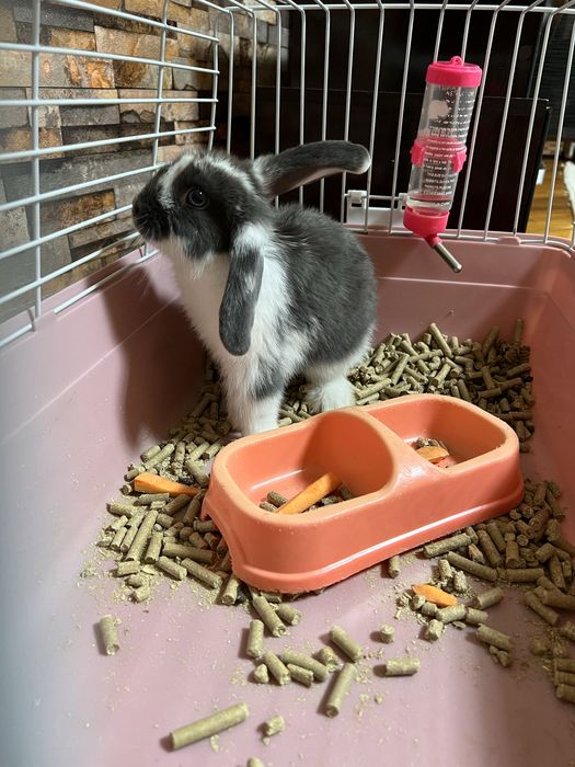 Продам декоративный карликовый кролик в серо-белом цвете