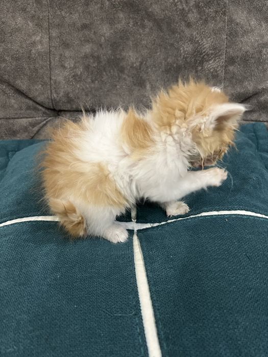 Отдадим котенка в добрые руки