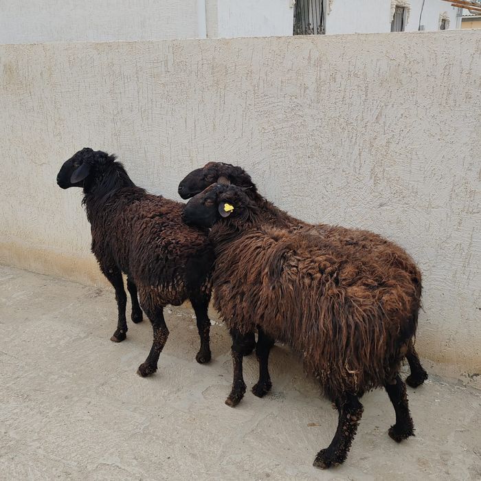 қой қошқар сатылады