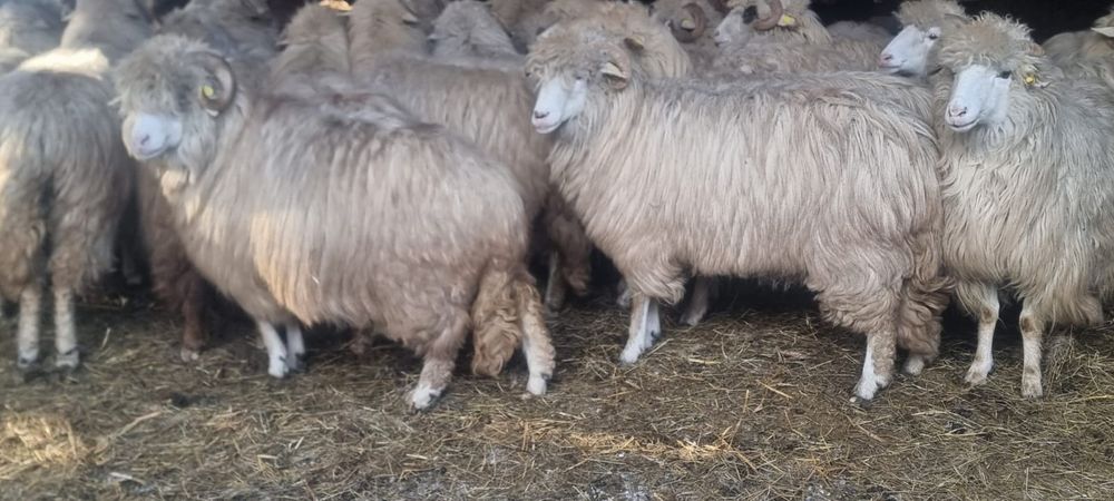 40 de oi bâle cu origine