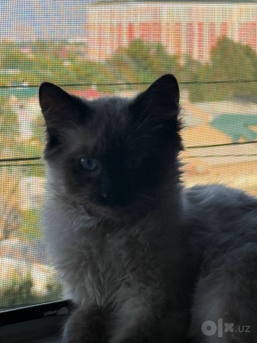 Сиамский кот породеэистый