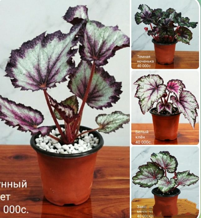 Молоденькие сортовые бегонии.