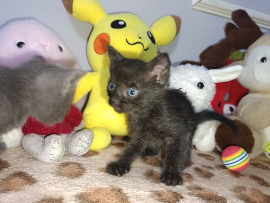 Очаровательные котята ищут дом