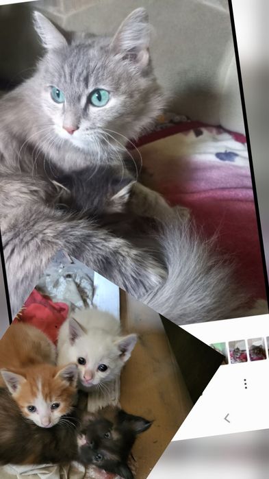 Котята в добрые руки!