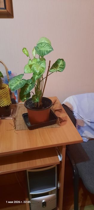 Цветы  живые в горшках.