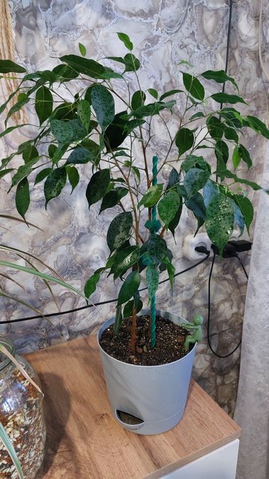 Фикус  Бенжамина