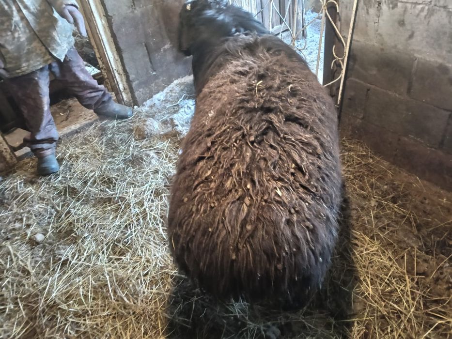 Продам Кошкара или есть вариант обмена