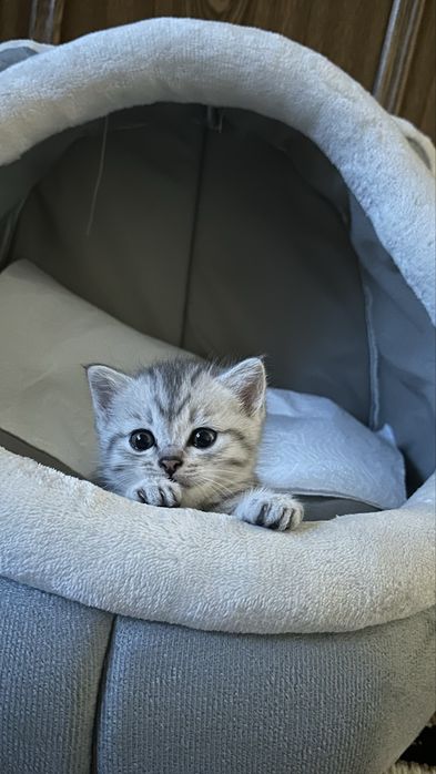 котенок 2месяца.