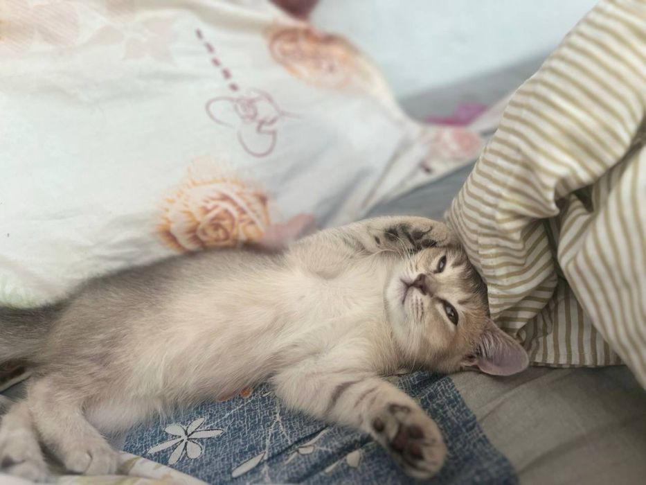 котёнок шиншиллы ищет добрый дом