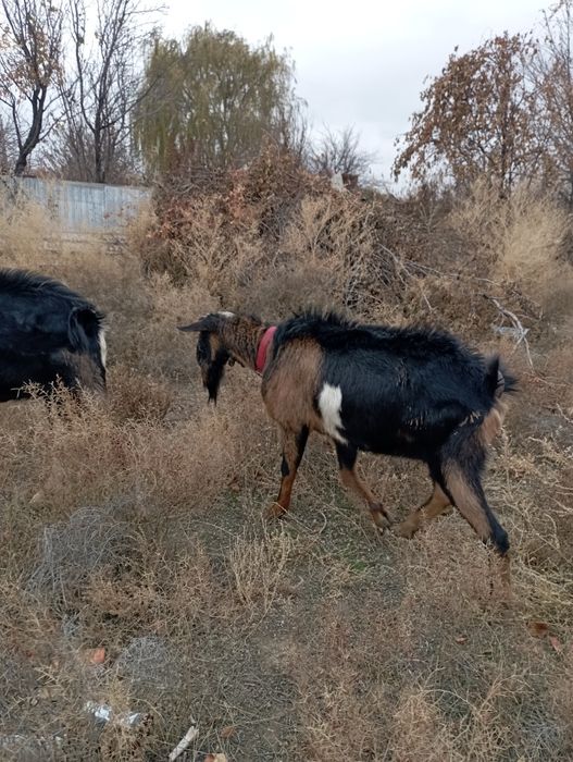 Козел альпийский ЧП