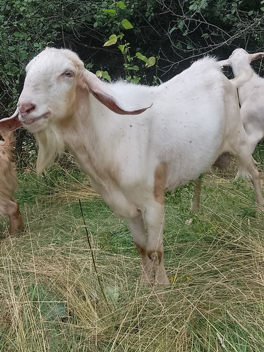Vând țap anglonubian