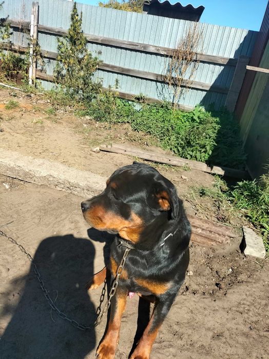 Ротвейлер 2 года в хорошие руки