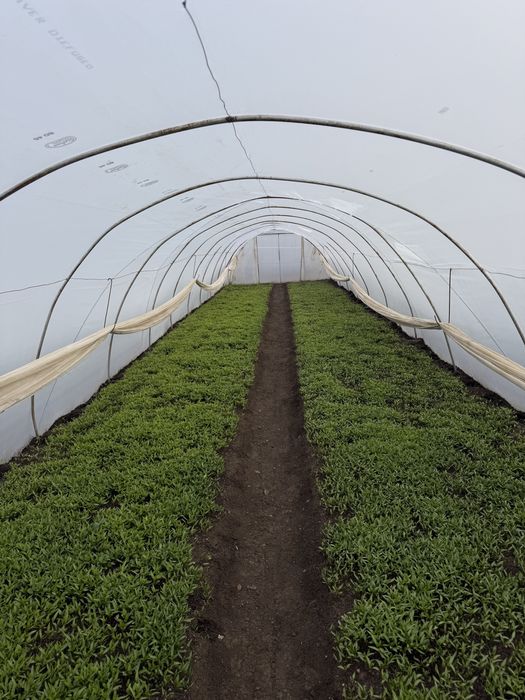 Разсад домати,пипер- директно от производител!