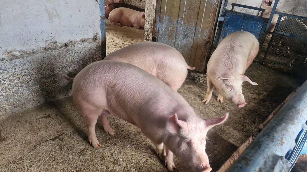 Парасята, свинья