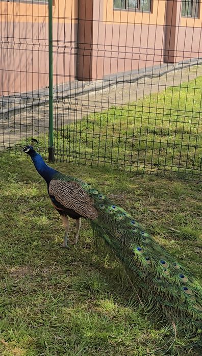 VÂND PĂUNI , în pereche
