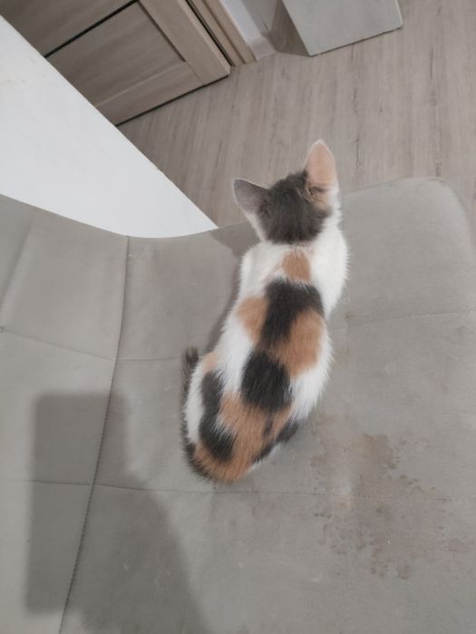 Отдаю котёнка бесплатно