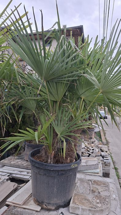 Палми Трахикарпус