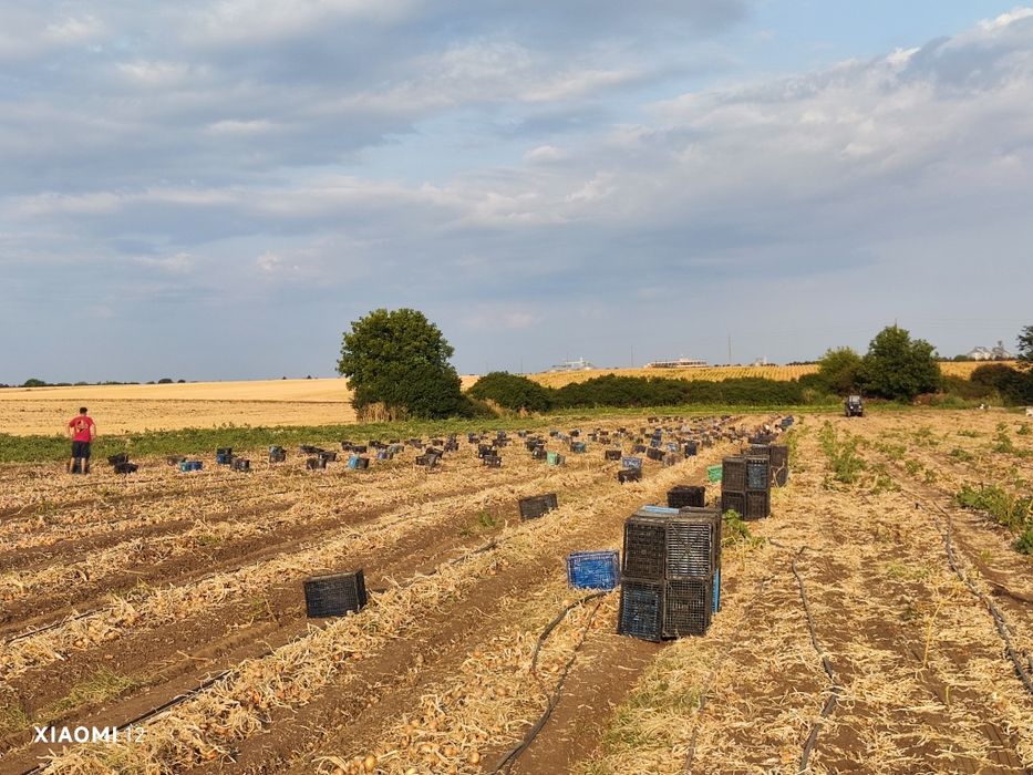 Продавам Лук  Лясковец и Щутгарт- 1,20лв/кг. +Дини+Пъпеш