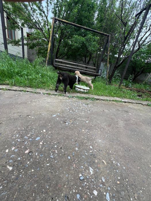 Щенок алабай 2 жарым ай