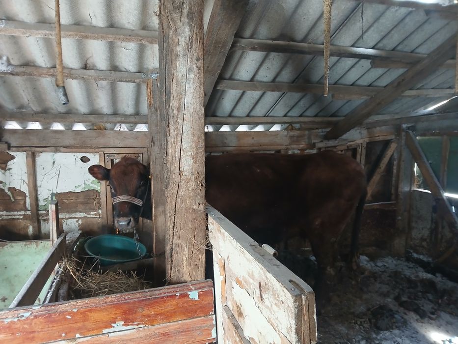 Кардамон корову молодой