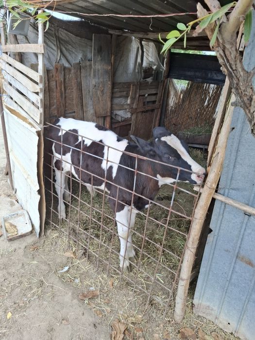 Vând vițel cu vârsta de 3 luni.