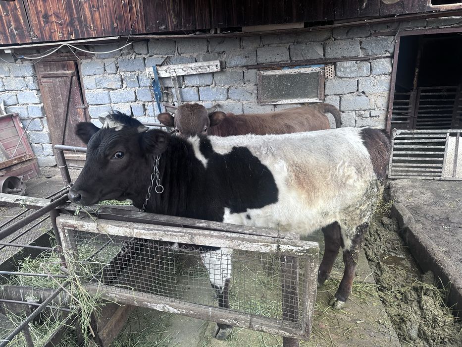 Продаётся тёлка 1 год 2 месяца