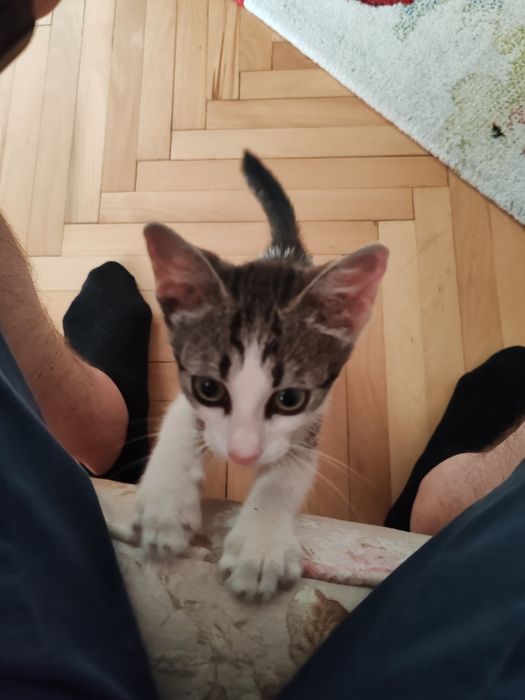 Donez / adopție pisic foarte iubitor
