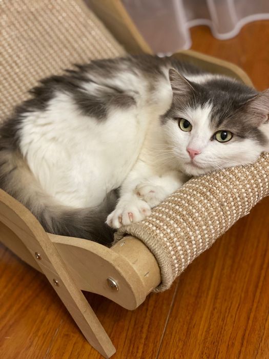 Кошечка в любящие руки