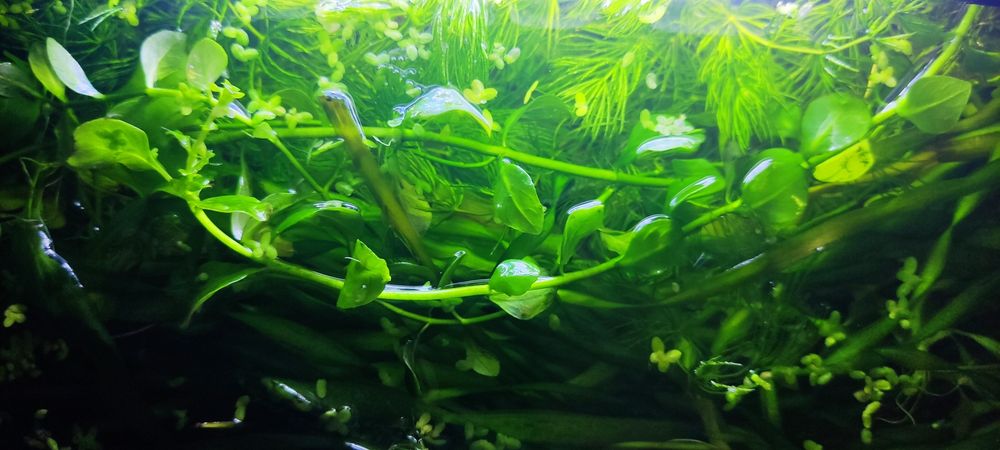 Продам растения для аквариума