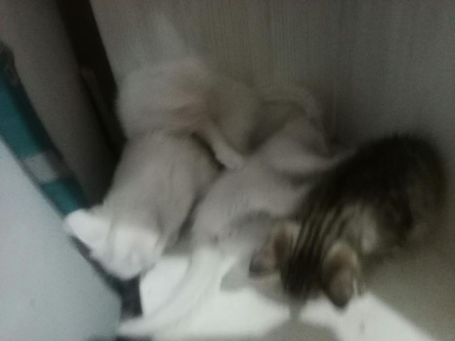 Отдам котят в хорошие руки