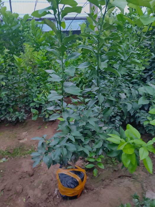 Лемон,апилси,мандарин кучатлар