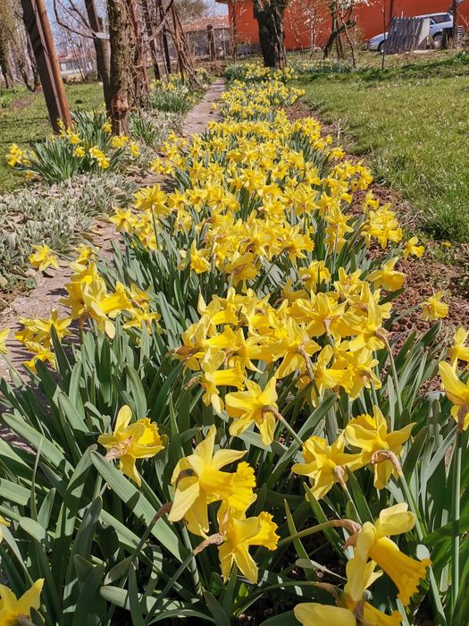 Луковици за нарцис и декоративен лук