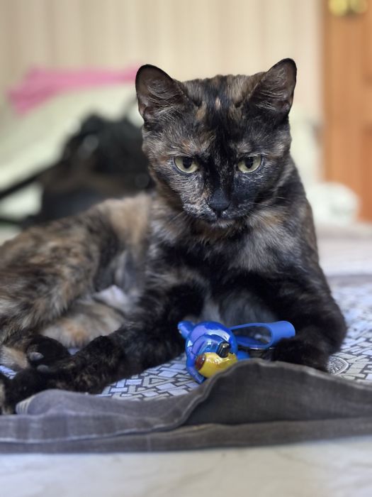 Ищу ласковой кошечке дом