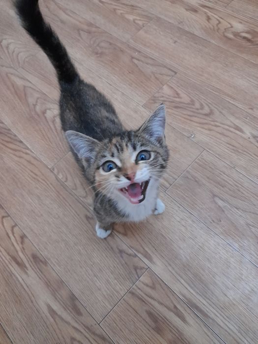 Отдам котенка девочка