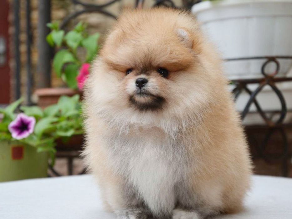 Baietel pomeranian mini/toy!