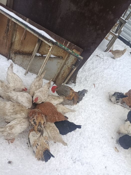 Продам петухов молодые