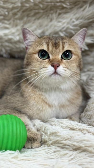 Продам золотую шиншиллу