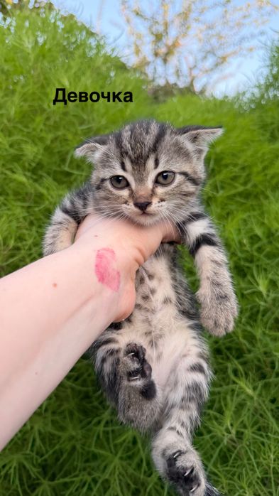 Шотландские котята