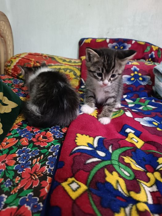 Домашние котенок