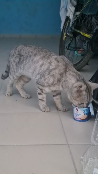 Ищем дом для кота