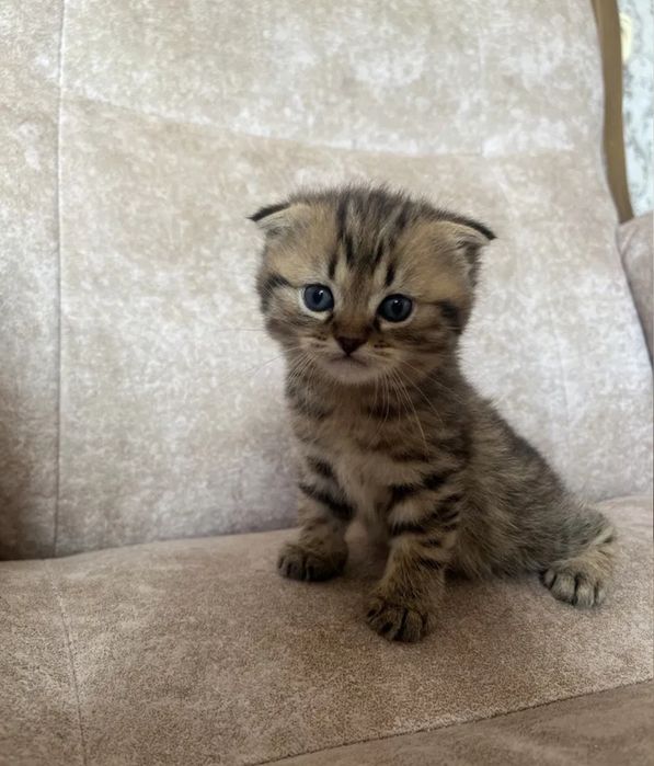 Бриьанские пямоухие по 40 тыс и весдоухие по 50тыс