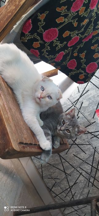 Шатланский фолд Shatlanskiy fold