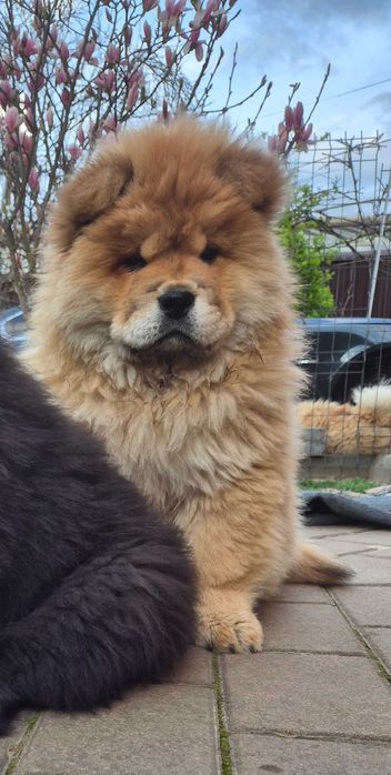 Chow chow mascul