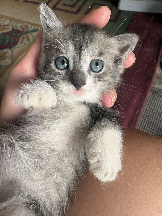 Котятки ищут дом