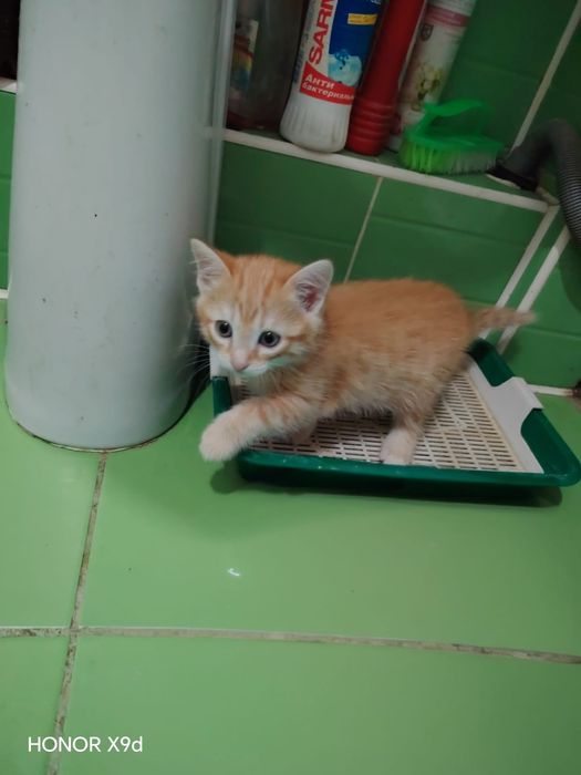 Отдам Кошек бесплатно
