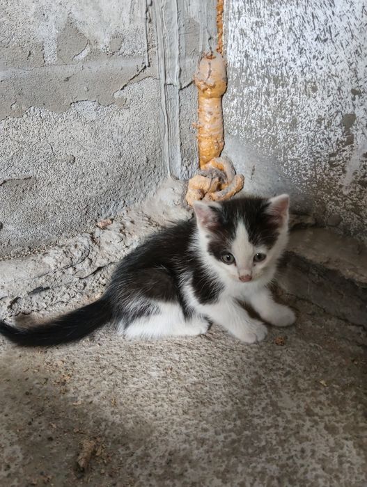 Отдам котят в хорошие руки