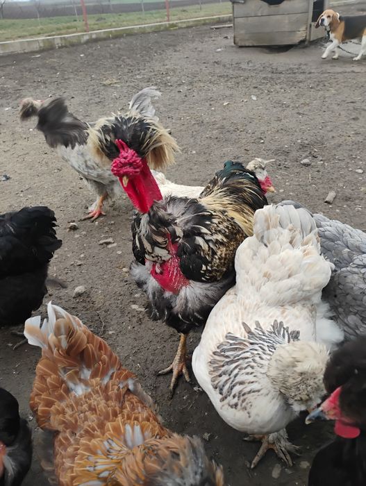 Oua incubat găini motate golașe și barboase