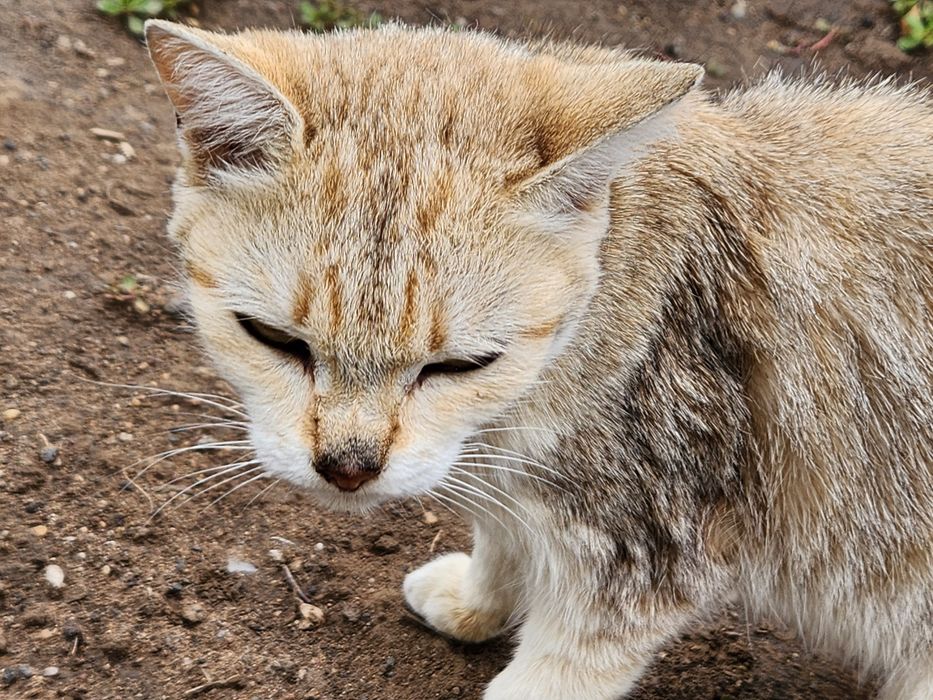 Отдам кошку в добрые руки