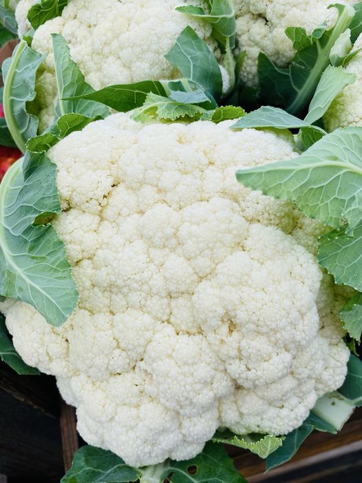 Conopidă proaspătă de vânzare