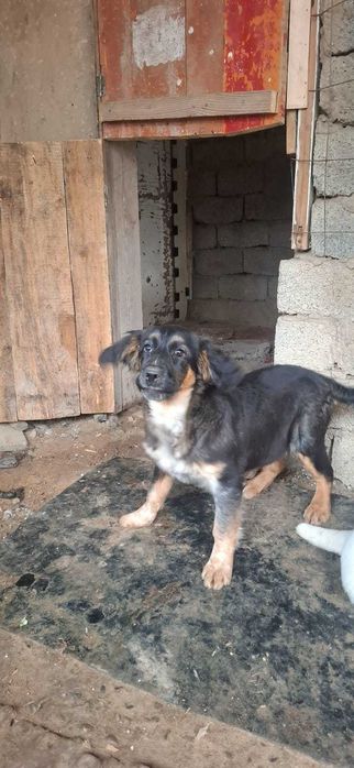 Охотничьи щенки 5 месяц